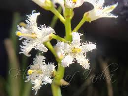 Attēlu rezultāti vaicājumam “Menyanthes trifoliata bud”