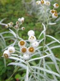 Attēlu rezultāti vaicājumam “Anaphalis margaritacea flower”