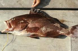 Image result for Epinephelus morio