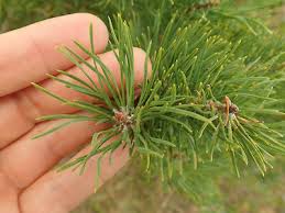 Attēlu rezultāti vaicājumam “Pinus sylvestris leaf”