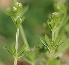 Attēlu rezultāti vaicājumam “Galium aparine leaf”