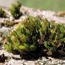 Attēlu rezultāti vaicājumam “Orthotrichum patens”