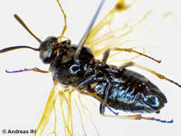 Attēlu rezultāti vaicājumam “Arge ustulata”