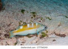 Image result for Halichoeres radiatus