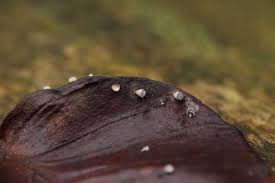 Attēlu rezultāti vaicājumam “Craterium leucocephalum”