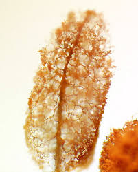 Attēlu rezultāti vaicājumam “Stemonitopsis gracilis”