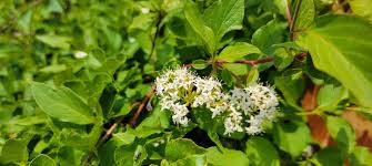 Attēlu rezultāti vaicājumam “Cornus sericea”