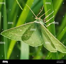 Attēlu rezultāti vaicājumam “Thetidia smaragdaria”