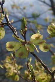 Attēlu rezultāti vaicājumam “Ulmus minor f. suberosa”