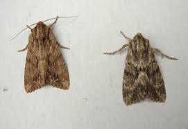 Attēlu rezultāti vaicājumam “Apamea monoglypha”