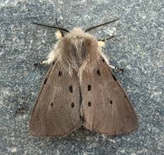 Attēlu rezultāti vaicājumam “Diaphora mendica female”