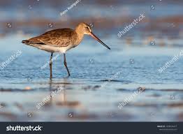 Image result for Limosa haemastica