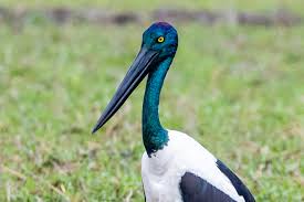 Billedresultat for kakadu n...