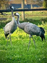 Attēlu rezultāti vaicājumam “Grus grus adult”