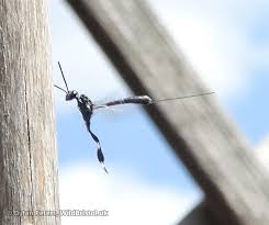 Attēlu rezultāti vaicājumam “Gasteruption jaculator imago”