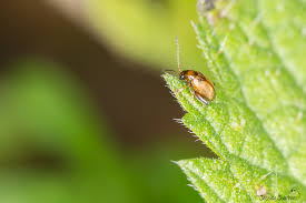 Attēlu rezultāti vaicājumam “Alticinae”