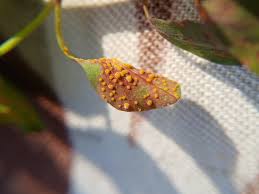 Attēlu rezultāti vaicājumam “Melampsoridium sp.”