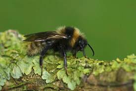 Attēlu rezultāti vaicājumam “Psithyrus sylvestris”