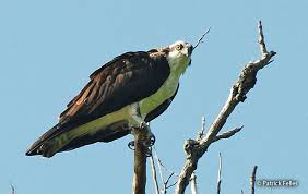 Attēlu rezultāti vaicājumam “Pandion haliaetus adult”