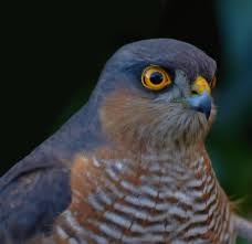 Attēlu rezultāti vaicājumam “Accipiter nisus male”