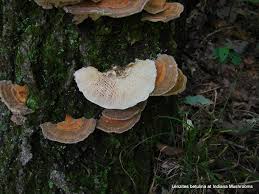 Attēlu rezultāti vaicājumam “Lenzites betulina”