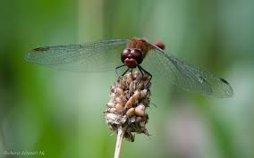 Attēlu rezultāti vaicājumam “Sympetrum vulgatum”