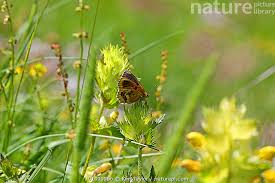 Attēlu rezultāti vaicājumam “Mellicta athalia underside”