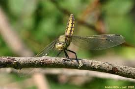 Attēlu rezultāti vaicājumam “Orthetrum cancellatum male”