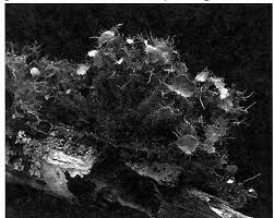 Attēlu rezultāti vaicājumam “Badhamiopsis ainoae spores”