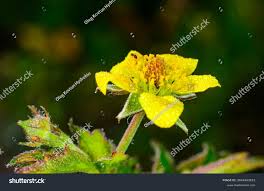 Attēlu rezultāti vaicājumam “Geum urbanum flower”
