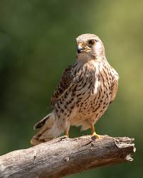 Attēlu rezultāti vaicājumam “Falco tinnunculus adult”