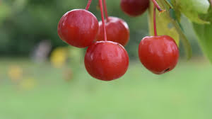 Attēlu rezultāti vaicājumam “Malus”