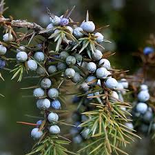 Attēlu rezultāti vaicājumam “Juniperus communis female flower”
