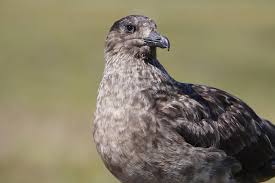 Image result for Stercorarius skua