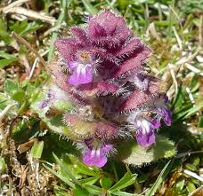 Attēlu rezultāti vaicājumam “Ajuga pyramidalis leaf”