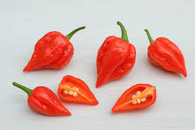 Afbeeldingsresultaat voor naga jolokia hot pepper