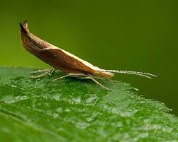 Attēlu rezultāti vaicājumam “Ypsolopha dentella”