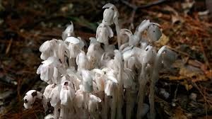 Attēlu rezultāti vaicājumam “Plantago uniflora flower”