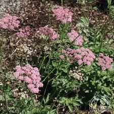 Image result for Pimpinella major