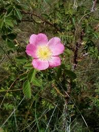 Attēlu rezultāti vaicājumam “Rosa glabrifolia”