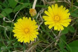 Attēlu rezultāti vaicājumam “Hypochaeris radicata”