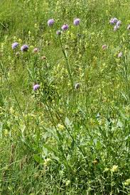Image result for Knautia arvensis