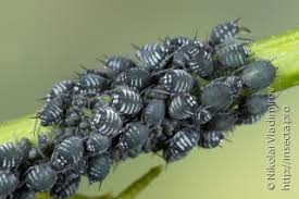 Attēlu rezultāti vaicājumam “Aphis confusa”