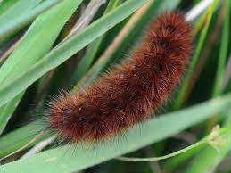 Attēlu rezultāti vaicājumam “Phragmatobia fuliginosa”