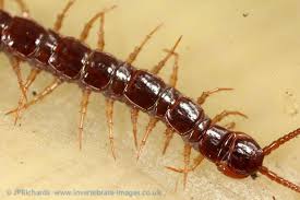 Attēlu rezultāti vaicājumam “Lithobius forficatus”