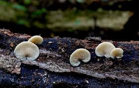 Attēlu rezultāti vaicājumam “Crepidotus versutus”