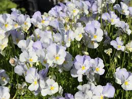 Image result for Hornveilchen