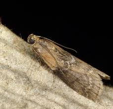 Attēlu rezultāti vaicājumam “Sciota adelphella”