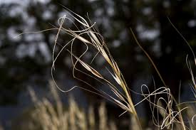 Attēlu rezultāti vaicājumam “Comatricha ellae stalked”