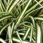 Attēlu rezultāti vaicājumam “Carex ornithopoda fruit”